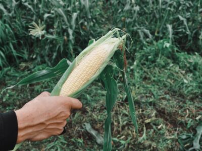 スイートコーン