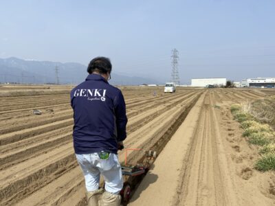 ネギの定植　2023年