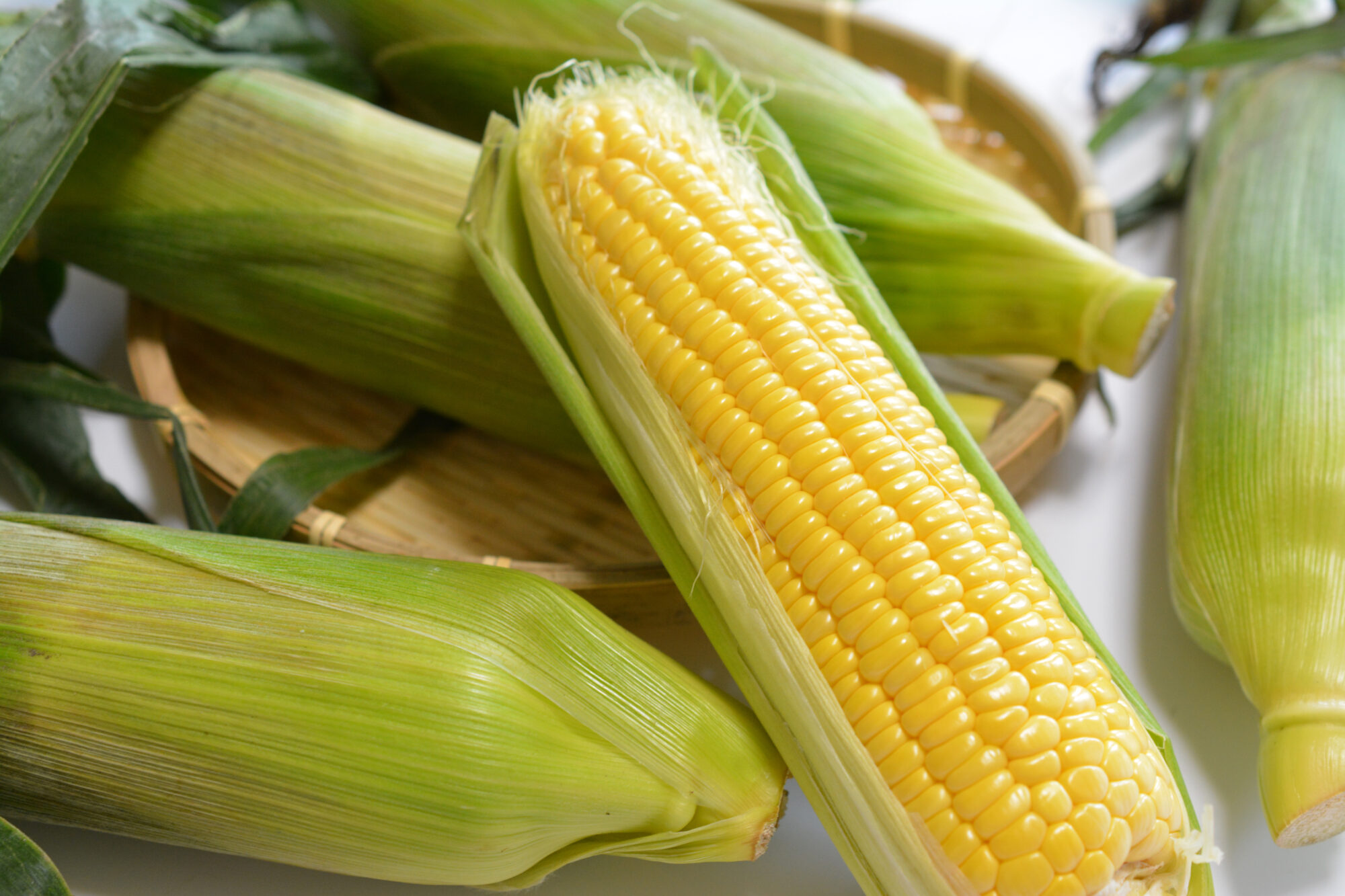 トウモロコシの種まき