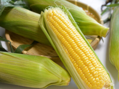 トウモロコシの種まき