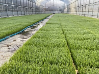 今年のお米作りが始まります