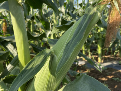 スイートコーンの収穫始まりました