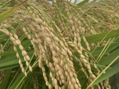 2023年　稲刈りがスタートしました！