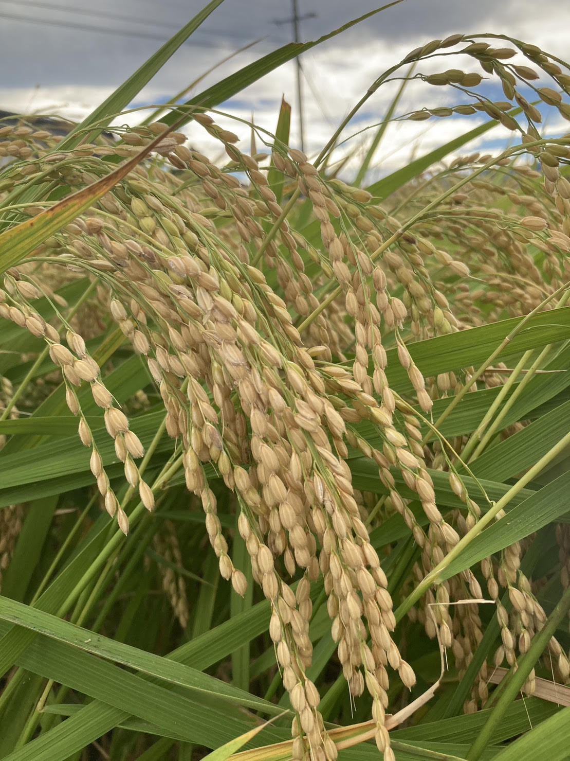 2023年　稲刈りがスタートしました！