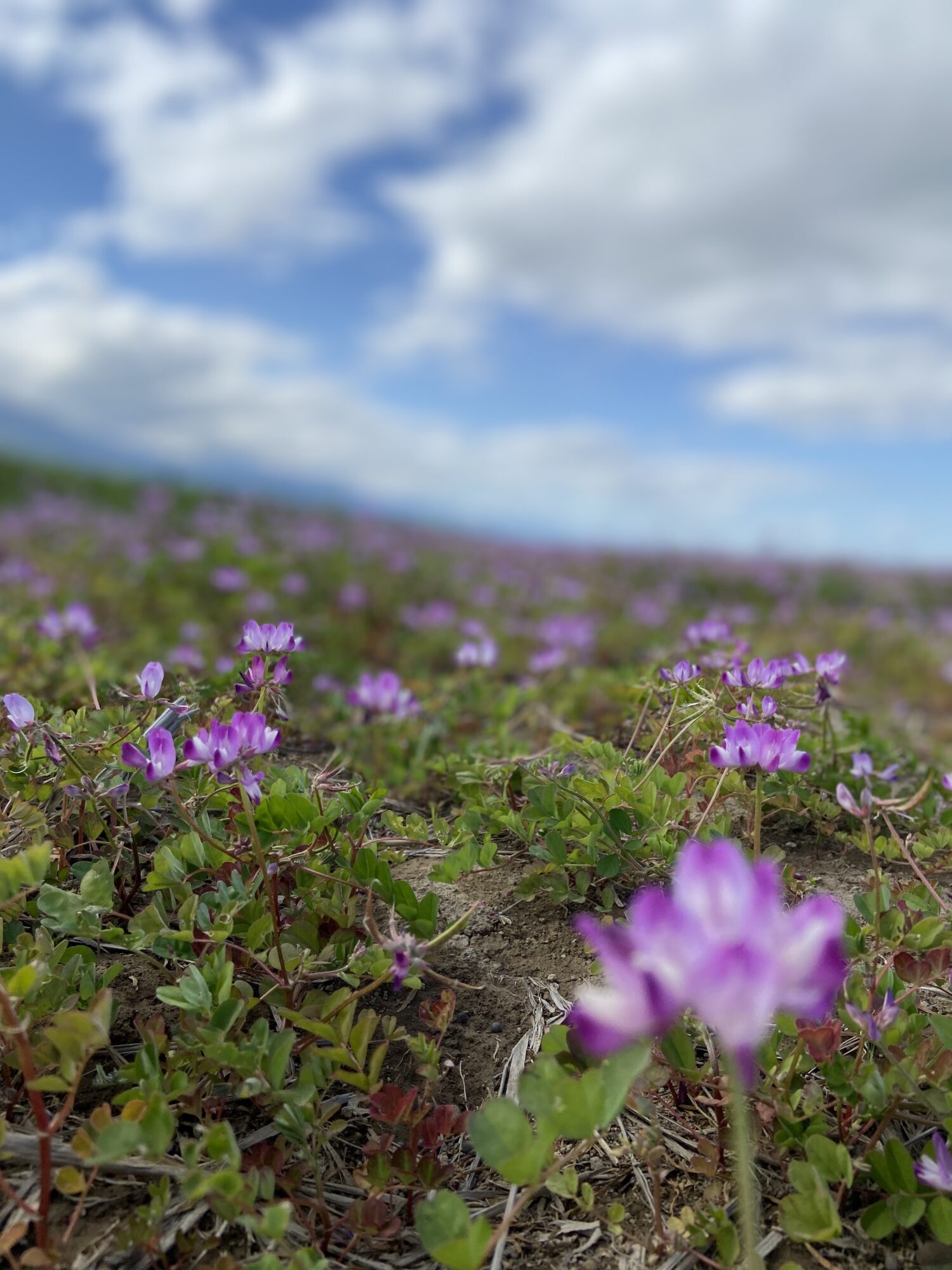 れんげの花が咲きました！