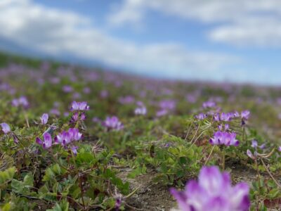 れんげの花が咲きました！