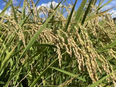 今年の稲刈りが始まりました！