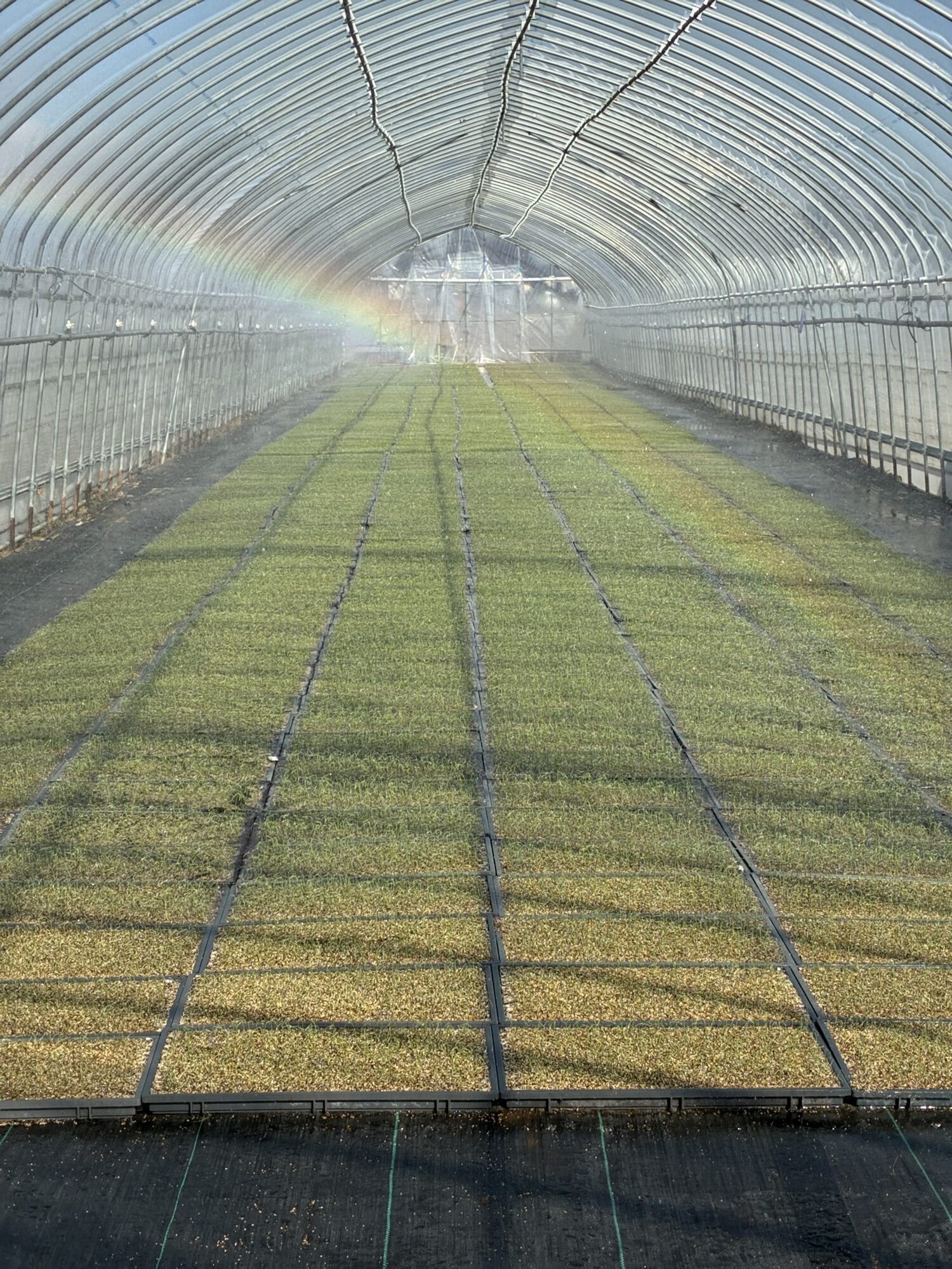 2026年のネギ栽培が始まりました。