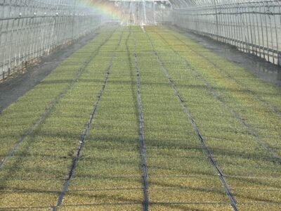 2026年のネギ栽培が始まりました。